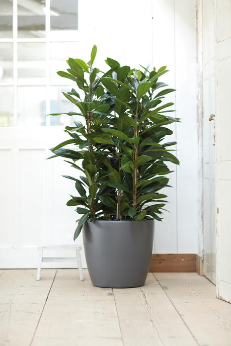 brussels rond roues 47cm anthracite